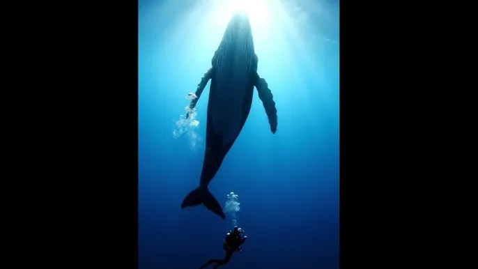 夫妻的世界韩剧在线观看 - 深蓝星球：探索海洋深处的未知世界